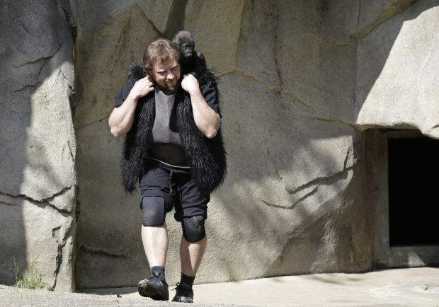 Baby gorilla meets public